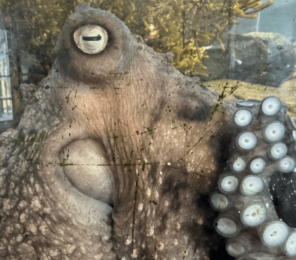 decentralized movement – octopus&nbsp;links